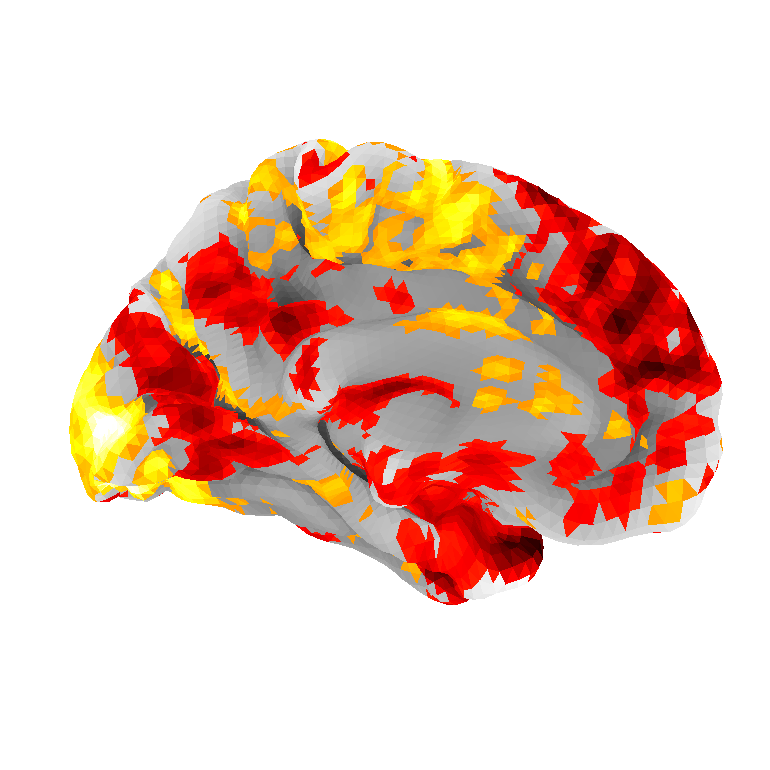 Predicted brain activity - right hemisphere